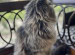 Alfred - Maine Coon Cat For Sale - Jacksonville, FL, US