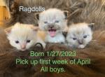 April fools - Ragdoll Cat For Sale - Plummer, ID, US