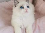 Adore - Ragdoll Cat For Sale - State College, PA, US