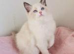 Adorable girl - Ragdoll Cat For Sale - New York, NY, US