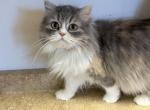 BLUE SUGAR MOON - Ragamuffin Cat For Sale - Brookings, OR, US