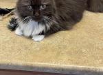 LADY GODIVA - Munchkin Cat For Sale/Service - Brookings, OR, US