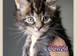 OCALA - Maine Coon Cat For Sale - Pensacola, FL, US