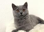 Candy - British Shorthair Cat For Sale - Battle Ground, WA, US