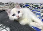 Thyme - Ragdoll Cat For Sale - Tuscaloosa, AL, US