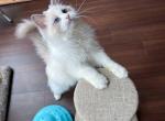 Kev - Ragdoll Cat For Sale - Fairfax, VA, US