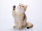 Bob - British Shorthair Cat For Sale - Fairfax, VA, US