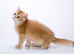 Gabi - British Shorthair Cat For Sale - Fairfax, VA, US