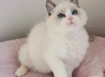 Kiki - Ragdoll Cat For Sale - Fairfax, VA, US