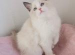 Sisi - Ragdoll Cat For Sale - Fairfax, VA, US