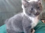 Squeek Polydactyl Manx Scottish Straight - Manx Cat For Sale - Mokelumne Hill, CA, US