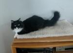 Whispy - Scottish Straight Cat For Sale - Mokelumne Hill, CA, US
