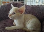 Blondie - Devon Rex Cat For Sale - Stanford, MT, US
