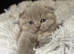 Charlottes litter two - Scottish Fold Cat For Sale - Arvada, CO, US