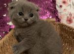 Blue star - Scottish Fold Cat For Sale - Fort Wayne, IN, US