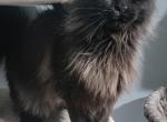 Poly blacksmoke mainecoon - Maine Coon Cat For Sale - Monroe, MI, US