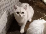 Apollo - British Shorthair Cat For Sale - Richardson, TX, US