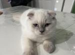Percy Jr - Scottish Fold Cat For Sale - Hanover Park, IL, US
