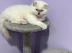 Pearl - Scottish Fold Cat For Sale - Hanover Park, IL, US