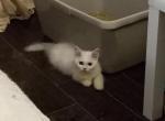 Lala special temp rate - Minuet Cat For Sale - Richardson, TX, US