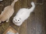 Prince Half off sale now - Minuet Cat For Sale - Richardson, TX, US