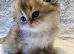 Longhair Scottish Fold Golden Female Kitten - Scottish Fold Cat For Sale - Vancouver, WA, US