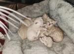 Snow Babies - Bengal Cat For Sale - 