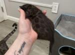 Charcoal - Bengal Kitten For Sale - Newark, NJ, US