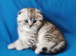 Tomas - Scottish Fold Cat For Sale - Hollywood, FL, US