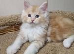 Casper - Maine Coon Cat For Sale - Hollywood, FL, US