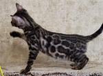 Dinara - Bengal Cat For Sale - Norwalk, CT, US