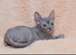 Basita - Sphynx Cat For Sale - Norwalk, CT, US