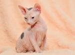 Ayshe - Sphynx Cat For Sale - Norwalk, CT, US