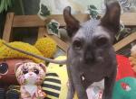 Arwen Found A Homes - Sphynx Cat For Sale - Boston, MA, US