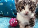Cute and Cheesy - Munchkin Cat For Sale - 
