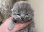 Esmeralda - Scottish Fold Cat For Sale - North Richland Hills, TX, US