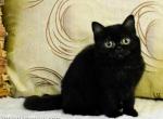 Taina pure black minuet girl super tiny size - Munchkin Cat For Sale - CA, US