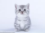 Kail munchkin blue silver tabby boywith short legs - Munchkin Cat For Sale - CA, US