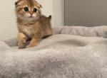 Colette - Scottish Fold Cat For Sale - Houston, TX, US