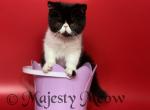 Leyla - Exotic Cat For Sale - Yucca Valley, CA, US