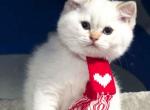 LA located Arisha blue eyed golden shaded point - British Shorthair Cat For Sale - CA, US