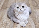 Lola3 - Scottish Fold Cat For Sale - NY, US