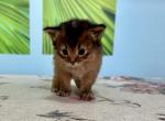 William - Somali Cat For Sale - Odesa, Odessa Oblast, UA