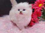 Lilac Mitted Female TICA - Ragdoll Cat For Sale - Daytona Beach, FL, US