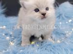 Blue Lxnx Point Ragdoll Male TICA - Ragdoll Cat For Sale - Daytona Beach, FL, US