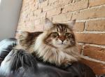 jolie's family - Siberian Cat For Sale - Chelsea, MA, US