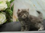 Tarass CFA certified - Siberian Cat For Sale - Ashburn, VA, US