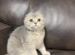 Audi - Scottish Fold Cat For Sale - New Prague, MN, US