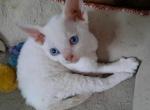 Tippy - Devon Rex Cat For Sale - Stanford, MT, US