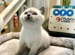 Mini - British Shorthair Cat For Sale - Rancho Cucamonga, CA, US